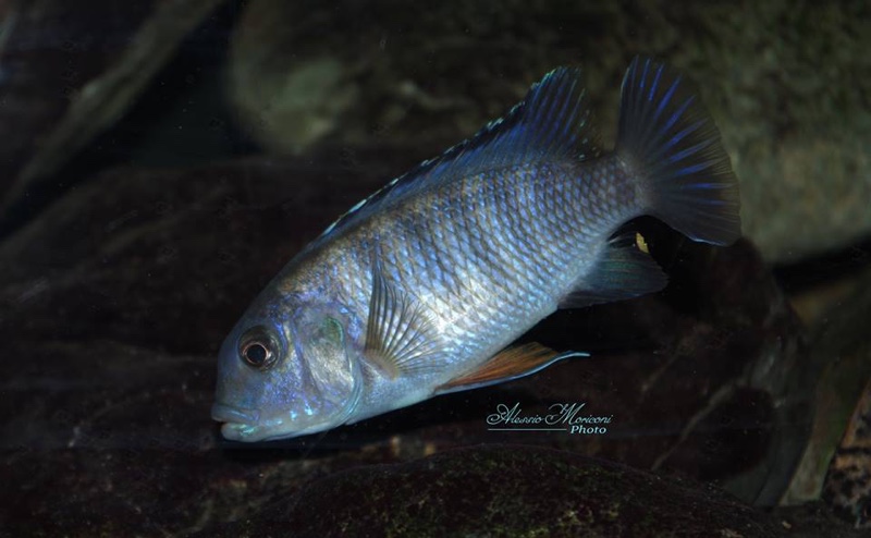 Petrotilapia pyroscelos 'Chizumulu Island'